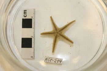 Media type: image;   Invertebrate Zoology AST-214 Description: Preserved specimen.;
